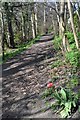 Brincliffe Edge - the path through the woods