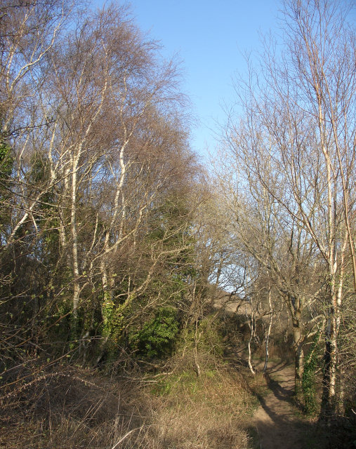 Path in birch woodland, Merthyr Mawr Warren