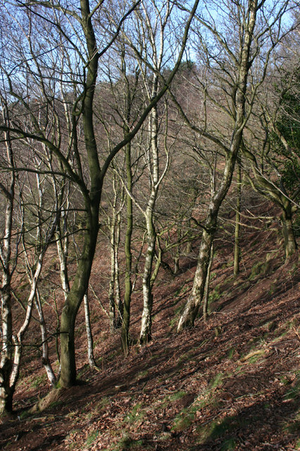 Winter woodland on Raw Head