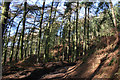 Conifer plantation beneath Raw Head