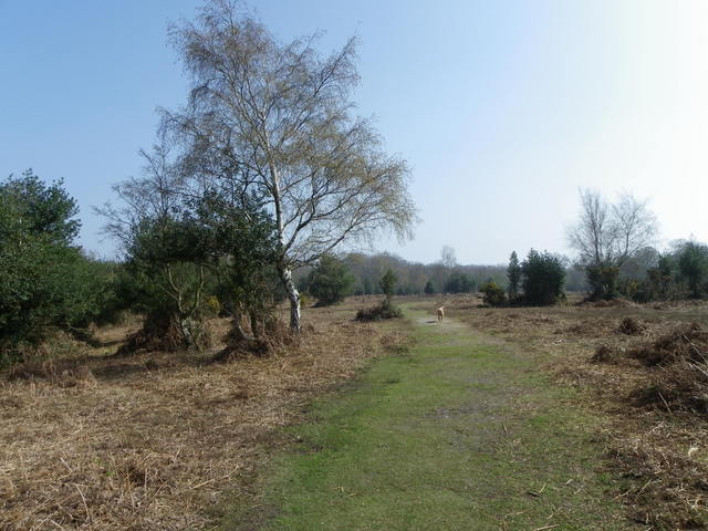 Forest path near Pipers Wait