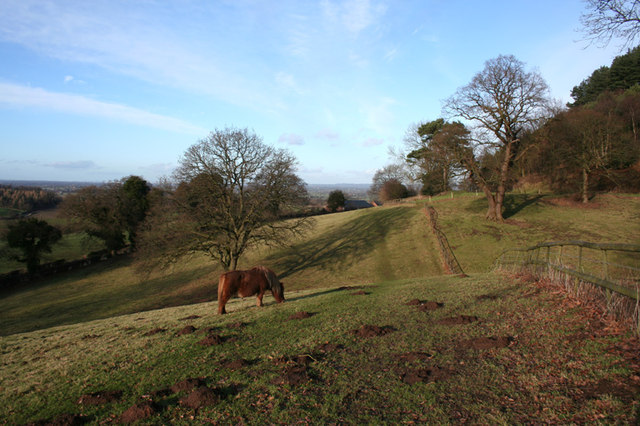 Pony grazing on a winter's afternoon