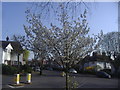 Cherry blossom at the junction of Willifield Way and Hampstead Way