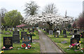 Cherry blossom at Coppenhall Cemetery