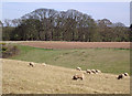 Sheep grazing east of Bridgnorth, Shropshire