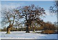 Pollarded Oak Trees