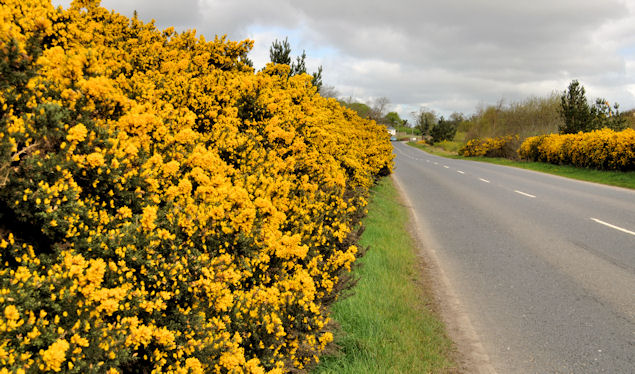 Whin Bushes Near Ballygowan © Albert Bridge Geograph Ireland