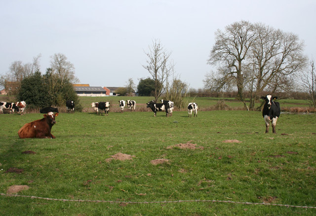 Cattle pasture in Broomhall Green