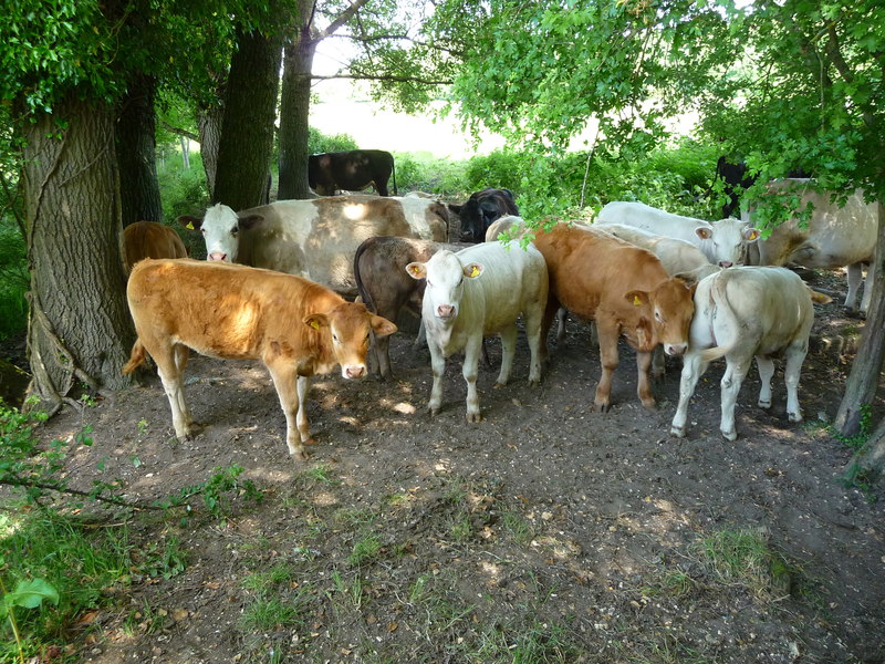 dexture cattle near winchester va