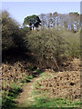 Footpath through woods north-east of Bridgnorth, Shropshire