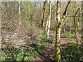 Through the spinney behind Arrow Court industrial development