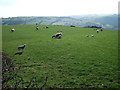 SJ2138 : Ewes and lambs grazing  by John Haynes