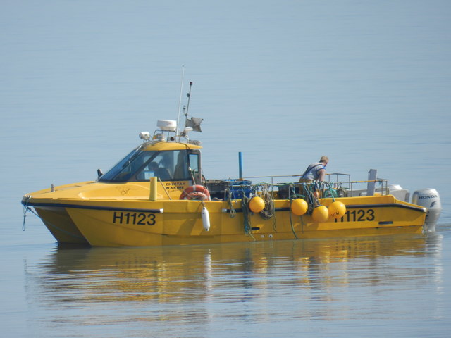 the yellow catamaran