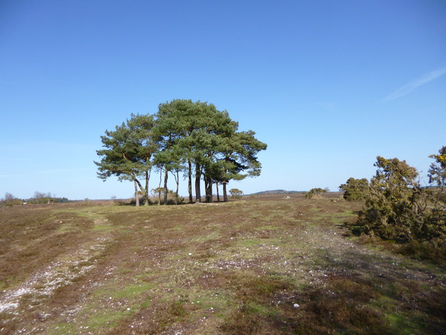 Ibsley Common, clump of trees