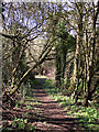 Woodland path east of Bridgnorth, Shropshire