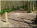 Footpath crosses bridleway on Hydon Heath