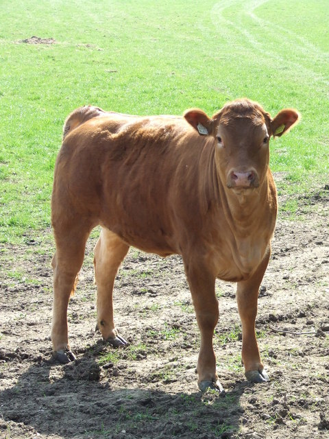 Young Cow