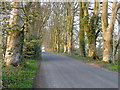 Beech trees near Middle Chase Farm