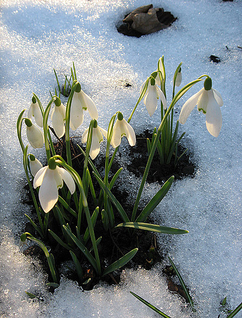 Snowdrops and snow