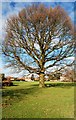 Big Oak on Matfield Village Green