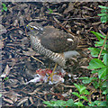 Sparrowhawk