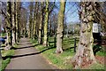 Tree lined walkway to St Nicholas