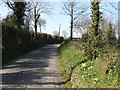 Flowering primroses on the side of Knock Road