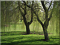 SO7594 : Weeping willows near Roughton, Shropshire by Roger  D Kidd