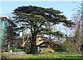 Cedar, Highcliffe Drive