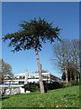 Tree, Roehampton Lane