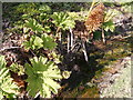 Gunnera at New Moat