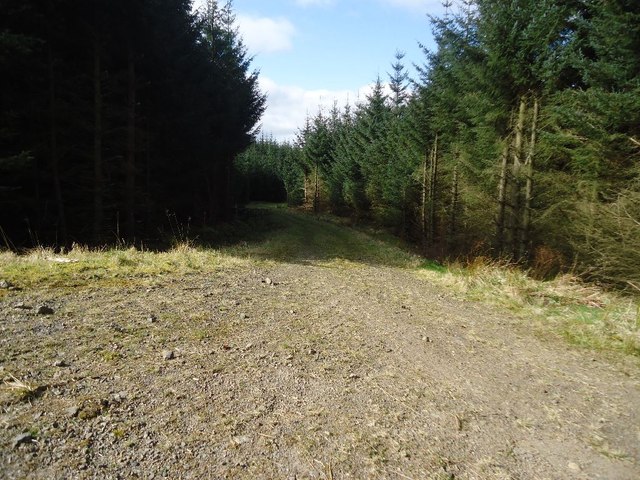 Carron Valley Forest, track [6]