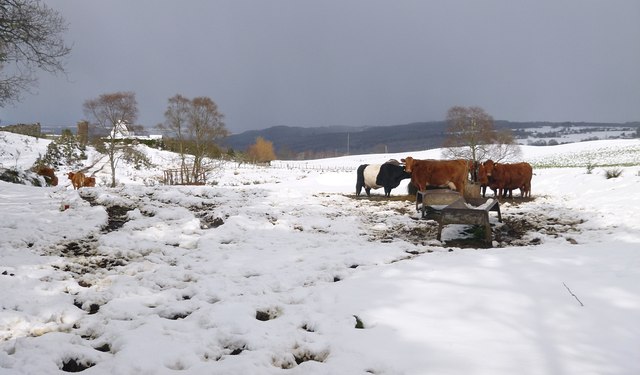 Cattle in the snow, by Achnacloich