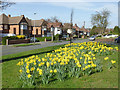 Daffodils on the Royal estate in Penn, Wolverhampton