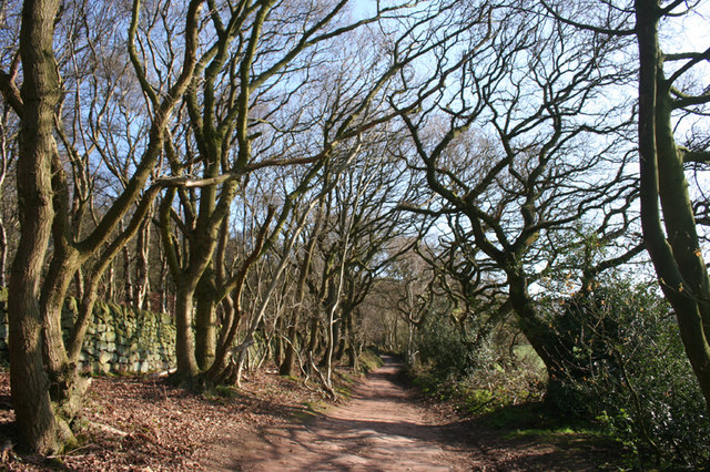 Deciduous woodland near Grig Hill Farm