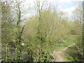 Path through the trees