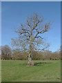 Fields near West Clandon