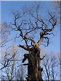 TQ1972 : Ravaged oak in Queen Elizabeth II plantation, Richmond Park by Stefan Czapski