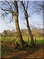 Hornbeams near Fagnall Lane