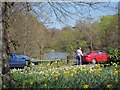 Daffodils in Hampden Park