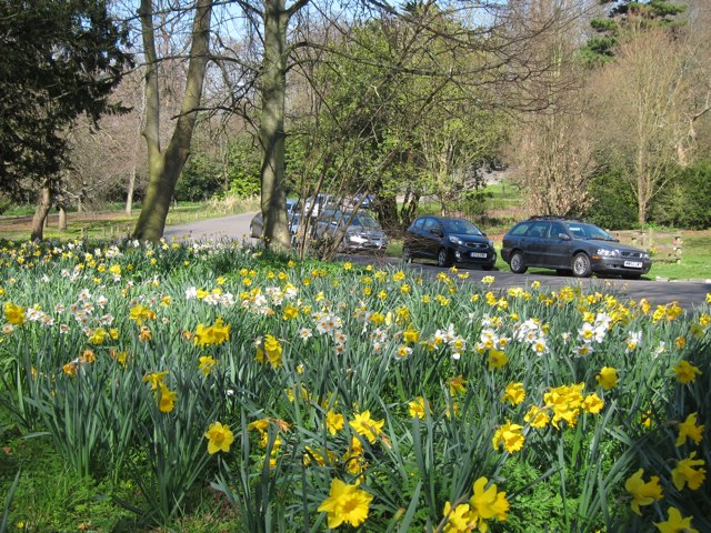 Daffodils in Hampden Park