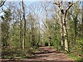 Woodland at Hampden Park