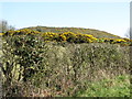 The whin-covered subsidiary summit of Knockiveagh