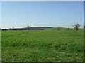 Farmland near Green End