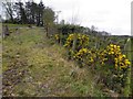 Disused lane, Tawnymore