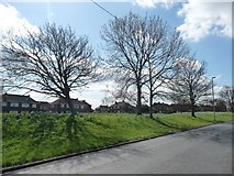 SE3128 : Trees in the middle of the ring road, Belle Isle by Christine Johnstone