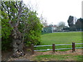 Old tree at entrance to Wombwell Park