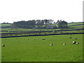 Pastures northwest of Highfield Farm