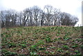 Woodland across a field