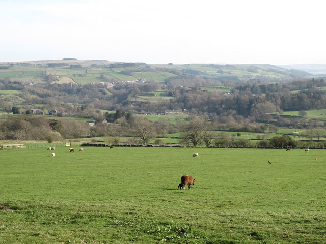 Pastures near Half Acres (2)
